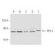 HPS-1 Antibody (5G12G2) - Western Blotting - Image 57648 