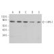 HPS-1 Antibody (5G12G2) - Western Blotting - Image 365628 