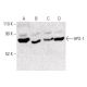 HPS-1 Antibody (5G12G2) - Western Blotting - Image 399618
