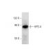 HPS-4 Antibody (D-10) - Western Blotting - Image 133381