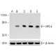 HPS-4 Antibody (D-10) - Western Blotting - Image 413996 