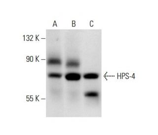 HPS-4 Antibody (H-3) - Western Blotting - Image 72065