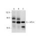 HPS-4 Antibody (H-3) - Western Blotting - Image 72065