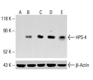 HPS-4 Antibody (D-10) - Western Blotting - Image 413996