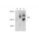 HR Antibody (A-11) - Western Blotting - Image 326504 