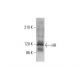 HR Antibody (A-11) - Western Blotting - Image 351836 
