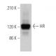 HR Antibody (A-11) - Western Blotting - Image 367704