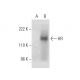 HR Antibody (D-4) - Western Blotting - Image 301522