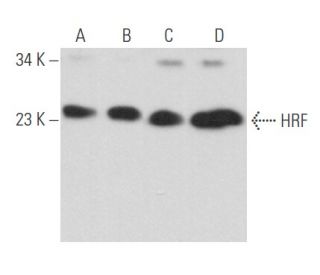 HRF Antibody (B-3) - Western Blotting - Image 357455