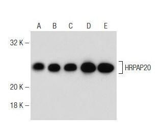 HRPAP20 Antibody (G-10) - Western Blotting - Image 149073 