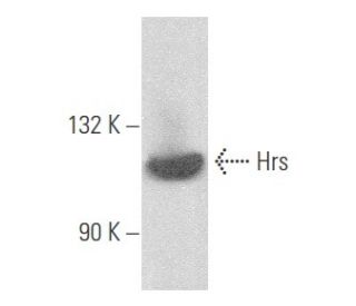 Hrs Antibody (C-7) - Western Blotting - Image 355670Each CRISPR/Cas9 Knockout (KO) Plasmid product consists of a pool of 3 plasmids designed to ensure identification and cleavage of a specific gene for maximum knockout efficiency. Each plasmid encodes a unique 20 nt sequence derived from the GeCKO (v2) library.