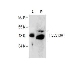HS3ST3A1 Antibody (E-12) - Western Blotting - Image 285188 