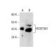 HS3ST3A1 Antibody (E-12) - Western Blotting - Image 285188 
