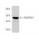 HS3ST3A1 Antibody (E-12) - Western Blotting - Image 374631 