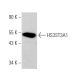 HS3ST3A1 Antibody (E-12) - Western Blotting - Image 374633