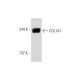 COL1A1 (C-18)-R: sc-8784-R. Western blot analysis of COL1A1 expression in Hs68 whole cell lysate. 