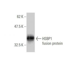 HSBP1 Antibody (2C3) - Western Blotting - Image 348522