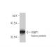 HSBP1 Antibody (2C3) - Western Blotting - Image 348522