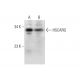 HSCARG Antibody (D-1) - Western Blotting - Image 318570 