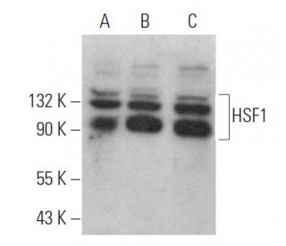HSF1 Antibody (10H8) - Western Blotting - Image 360973 