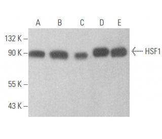 HSF1 Antibody (A-7) - Western Blotting - Image 354599 