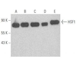 HSF1 Antibody (C-5) - Western Blotting - Image 354574 
