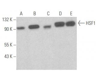 HSF1 Antibody (C-9) - Western Blotting - Image 354597 
