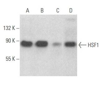 HSF1 Antibody (E-4) - Western Blotting - Image 353982 