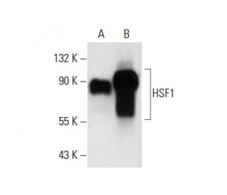 HSF1 (E-4): sc-17757. Western blot analysis of HSF1 expression in... 