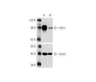 HSF1 siRNA (h): sc-35611. Western blot analysis of HSF1 expression in non-transfected control (A) and HSF1 siRNA transfect 