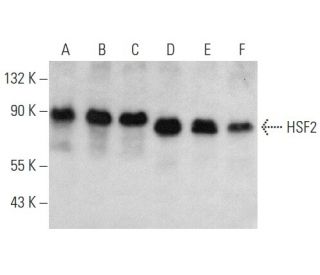 HSF2 Antibody (3E2) - Western Blotting - Image 358411 