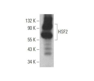 HSF2 Antibody (E-2) - Western Blotting - Image 353399 