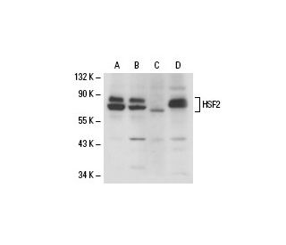 HSF2 Antibody (G-11) - Western Blotting - Image 18286 