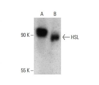 HSL Antibody (G-7) - Western Blotting - Image 387391 