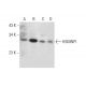 HSMNP1 Antibody (C-9) - Western Blotting - Image 326518 