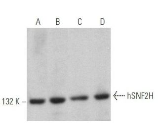 hSNF2H Antibody (D-10) - Western Blotting - Image 358994