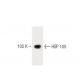 HSP 105 Antibody (21) - Western Blotting - Image 60321 