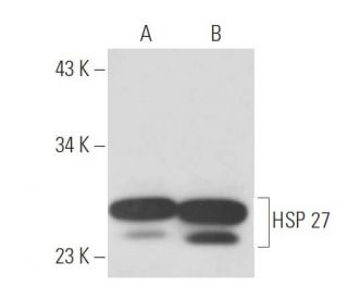 HSP 27 Antibody (G3.1) - Western Blotting - Image 15438 