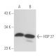 HSP 27 Antibody (HSP25-31) - Western Blotting - Image 15437 