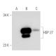 HSP 27 Antibody (HSP25-31) - Western Blotting - Image 48375