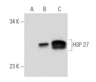 HSP 27 Antibody (G3.1) - Western Blotting - Image 48367 