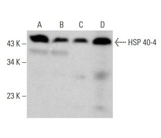 HSP 40-4 Antibody (A-9) - Western Blotting - Image 382803 