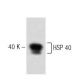 HSP 40 Antibody (5) - Western Blotting - Image 60189