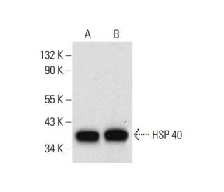 HSP 40 Antibody (B-3) - Western Blotting - Image 308385 
