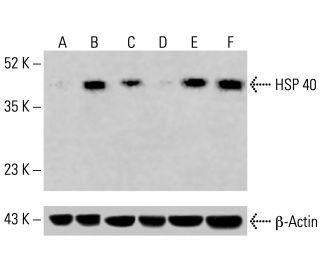 HSP 40 Antibody (B-3) - Western Blotting - Image 415527