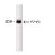 HSP 60 Antibody (24) - Western Blotting - Image 127482 