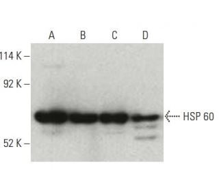 HSP 60 Antibody (24) - Western Blotting - Image 396401 