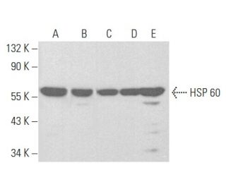 HSP 60 Antibody (C-10) - Western Blotting - Image 353952 