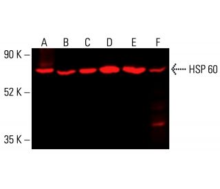 HSP 60 Antibody (F-9) - Western Blotting - Image 414702 