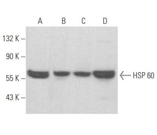 HSP 60 Antibody (LK1) - Western Blotting - Image 353947